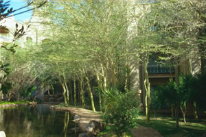 Acacia xanthophloea - indigenous trees South Africa